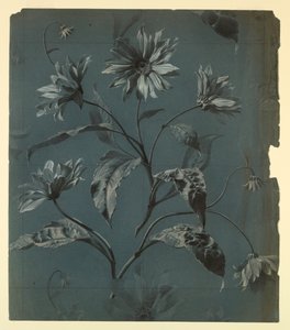 Entwurf für Tapete oder Textil mit Gänseblümchen-Muster von Unknown