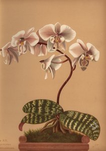 Phalaenopsis schilleriana (Phalaenopsis schilleriana) von Unknown