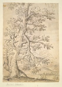Baum