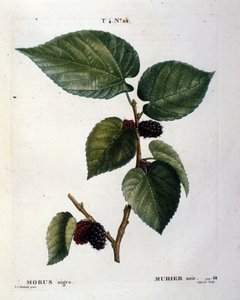 Ein schwarzer Maulbeerbaum und seine Früchte: botanische Tafel des 19. Jahrhunderts von Unknown artist