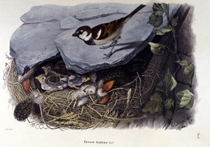 Tafel mit einem Spatz in der Nähe seines Nestes von Unknown artist
