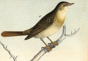 Eine Nachtigall - Gravur 19. Jahrhundert