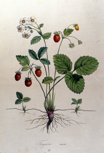 Ein Erdbeerbaum und seine Früchte: botanische Tafel aus dem 19. Jahrhundert von Unknown artist