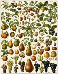 Landwirtschaft: Botanische Tafel mit essbaren Früchten (Kirsche, Himbeere, Erdbeere, Blaubeere, Pfirsich, Aprikose, Nüsse, Trauben, Birne, Haselnuss, Feige, Apfel, Pflaume...) von Unknown artist