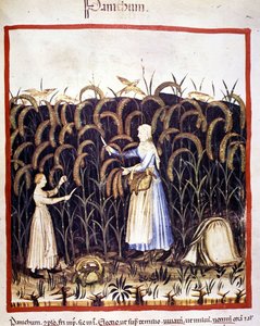 Landwirtschaft. Recolle Panik (Getreide). Illumination aus der Milch der Medizin und Diätetik „Tacuinum sanitatis“ von Unknown artist