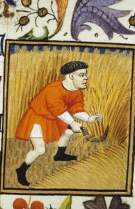 Allegorische Darstellung des Juli. Ernte: ein Bauer mäht goldenes Weizen. Miniatur eines Manuskripts aus dem 14. Jahrhundert