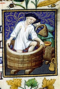 Allegorische Darstellung des September. Ernte, Traubenentfernung. Miniatur eines Manuskripts aus dem 14. Jahrhundert.