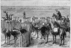 Ein Straußenpark in Heaterton Towers in Südafrika im Jahr 1895