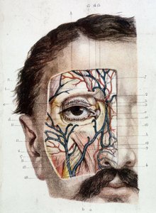 Anatomische Tafel des Auges und seiner Umgebung (abgezogen) von Unknown artist