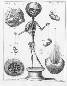Anatomische Tafel, die ein Skelett darstellt, von Frederik Ruysch (1638-1731), niederländischer Anatom
