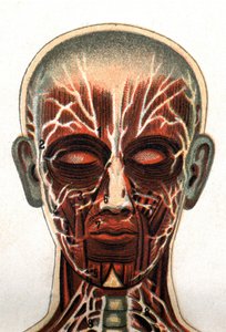Anatomie: Querschnitt des menschlichen Schädels, von vorne gesehen, Darstellung des Muskelsystems. In „Die neue natürliche Heilung“ von F.E. Bilz. 1898.