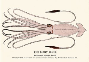 Architeuthis princeps, der Riesenkalmar, der im Dezember 1874 in Fortune Bay (Neufundland) gestrandet ist und erstmals von Professor A.E. Verrill beschrieben wurde. Gravur der Ära
