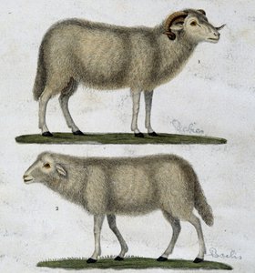 Widder und Schafe von Unknown artist