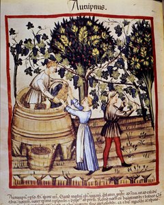 Herbstdarstellung: Ernte. Die Weinlese. Illumination aus der Milchwirtschaft und Diätetik „Tacuinum sanitatis“ von Unknown artist