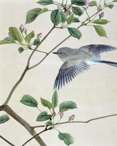 Vogel - Japanische Zeichnung von Riou Chim, Ende des 19. Jahrhunderts von Unknown artist
