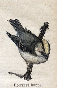 Nützliche Vögel für die Landwirtschaft: Goldhähnchen