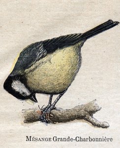 Nützliche Vögel für die Landwirtschaft: Große Meise - Kohlmeise