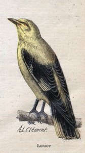 Nützliche Vögel für die Landwirtschaft: Pirol