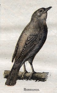 Nützliche Vögel für die Landwirtschaft: Nachtigall