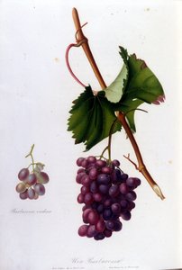 Schwarze Trauben. Gravur aus dem 19. Jahrhundert von Unknown artist