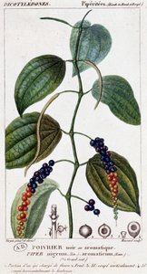Schwarzer oder aromatischer Pfeffer - Botanische Tafel. 19. Jahrhundert