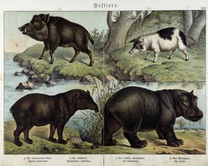 Wildschwein, Schwein, Tapir und Nilpferd - in „Naturgeschichten der Säugetiere“, ed. Schreiber von Unknown artist