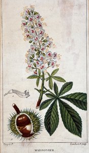 Botanische Tafel - Blumen, Blätter und Früchte des Kastanienbaums
