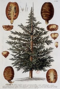 Botanische Tafel: Zeder. n.d. 19. Jahrhundert