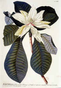 Botanische Tafel: Magnolie, Blume und Zweig