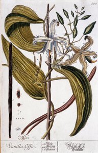Botanische Tafel der Vanille (Vanilla officinalis) - 19. Jahrhundert von Unknown artist