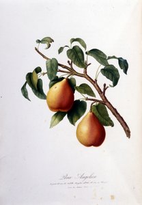 Botanische Tafel, die die Pera Angelica darstellt. 1820 - 1822 von Unknown artist