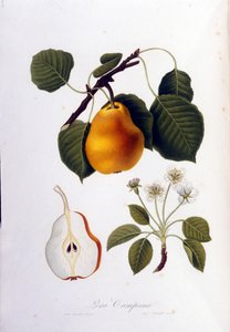 Botanische Tafel, die die Pera Campana darstellt. 1820 - 1822 von Unknown artist