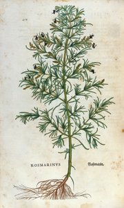 Botanische Tafel: Rosmarin. Herbarium von Leonhard Fuchs, "Historia Stirpium", Basel