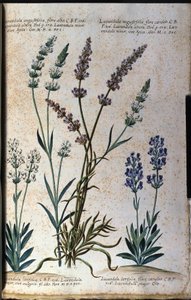 Botanische Tafel: Echter Lavendel (Lavandula angustifolia) und Speiklavendel (Lavandula latifolia) von Unknown artist