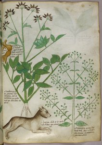 Botanische Illustration einer Pflanze und eines Wolfes von Unknown artist
