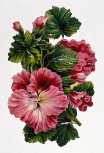 Blumenstrauß. Chromolithographie des 19. Jahrhunderts