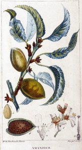 Zweig, Blüte und Frucht des Mandelbaums - botanische Tafel von Unknown artist