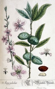 Zweig, Blüte und Frucht des Mandelbaums - botanische Tafel von Unknown artist
