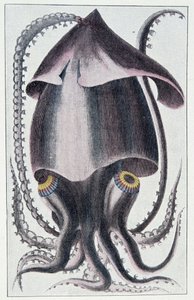 Brasilianischer Tintenfisch - nach Denys Montfort in „Histoire naturelle générale et particulière des mollusques“, Paris