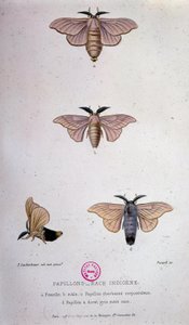 Schmetterlinge: Seidenraupenkrankheit - Studie von Pasteur von Unknown artist