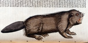 Castor - in „Historia Animalium“ von Conrad Gesner, Tiguri von Unknown artist