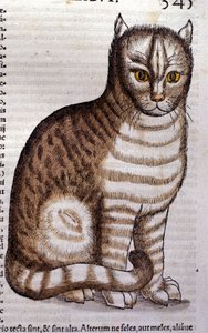 Katze nach der Historia Animalium von Conrad Gesner, Tiguri 1560. Biblioteca nazionale Braidense, Mailand