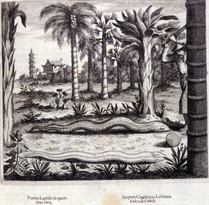 Kobra und Giftschlange aus Indien. „De China Monumenta“ von Athanasius Kircher (1601 - 1680), Jesuit, Orientalist und deutscher Gelehrter, Amsterdam 1667.