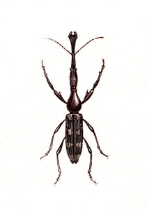 Coleoptera: Brenthus Temminchii von Unknown artist