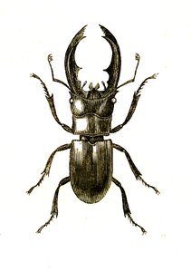 Coleoptera: Hexarthrius Buqueti oder Lucanus von Unknown artist