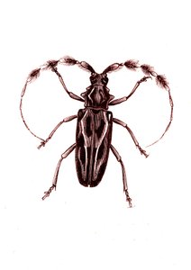 Coleoptera: Lophocerus barbatus von Unknown artist