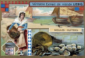 Sammlung von Muscheln und Austern - Liebig Chromolithographie, um 1900