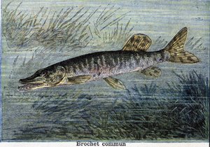 Gemeiner Hecht. Gravur von 1897
