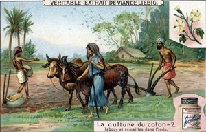 Baumwollanbau: Pflügen und Säen in Indien. Chromolithographie, Liebig-Bild von Unknown artist