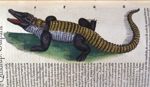 Krokodil. In Historia Animalium von Conrad Gesner (1516 - 1565), Tiguri